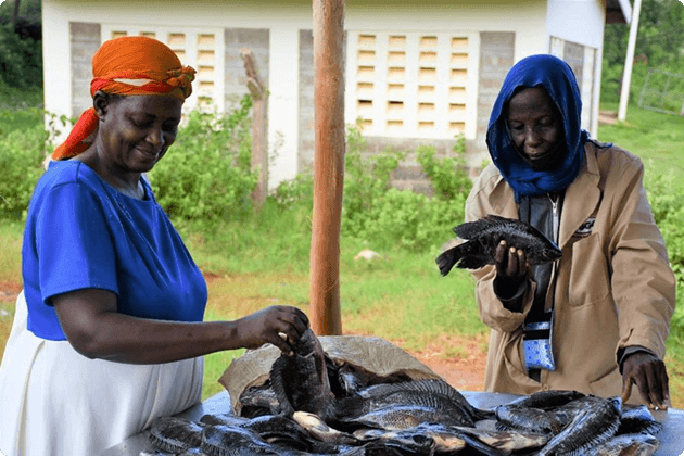 A Taste for Tilapia